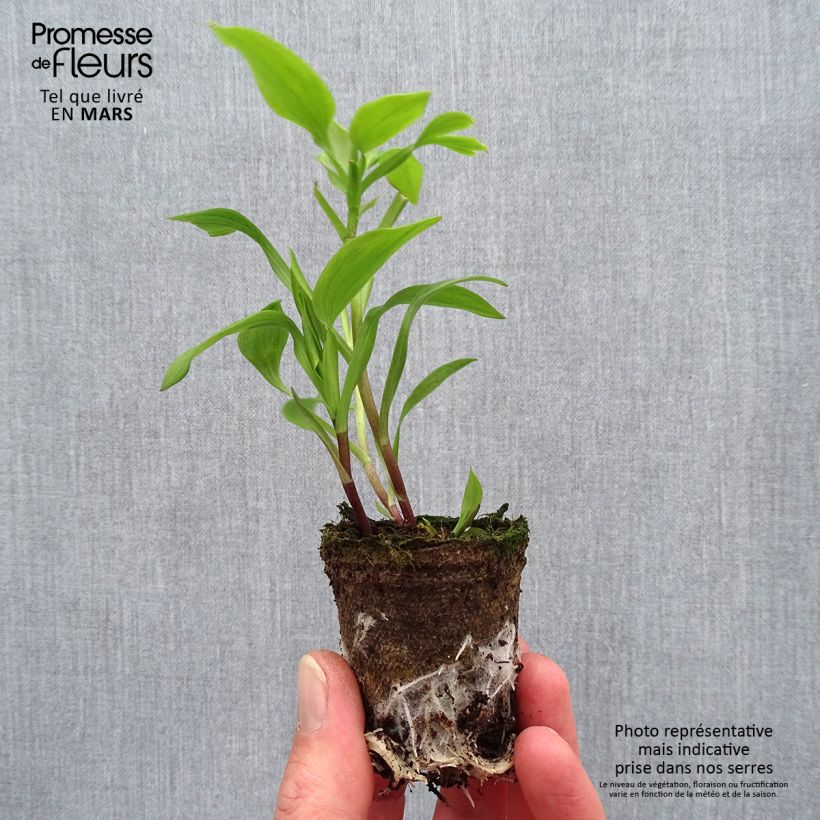 Spécimen de Alstroemeria Garden Summer Pepper - Lis des Incas Motte 4 cm x 4,5 cm tel que livré au printemps