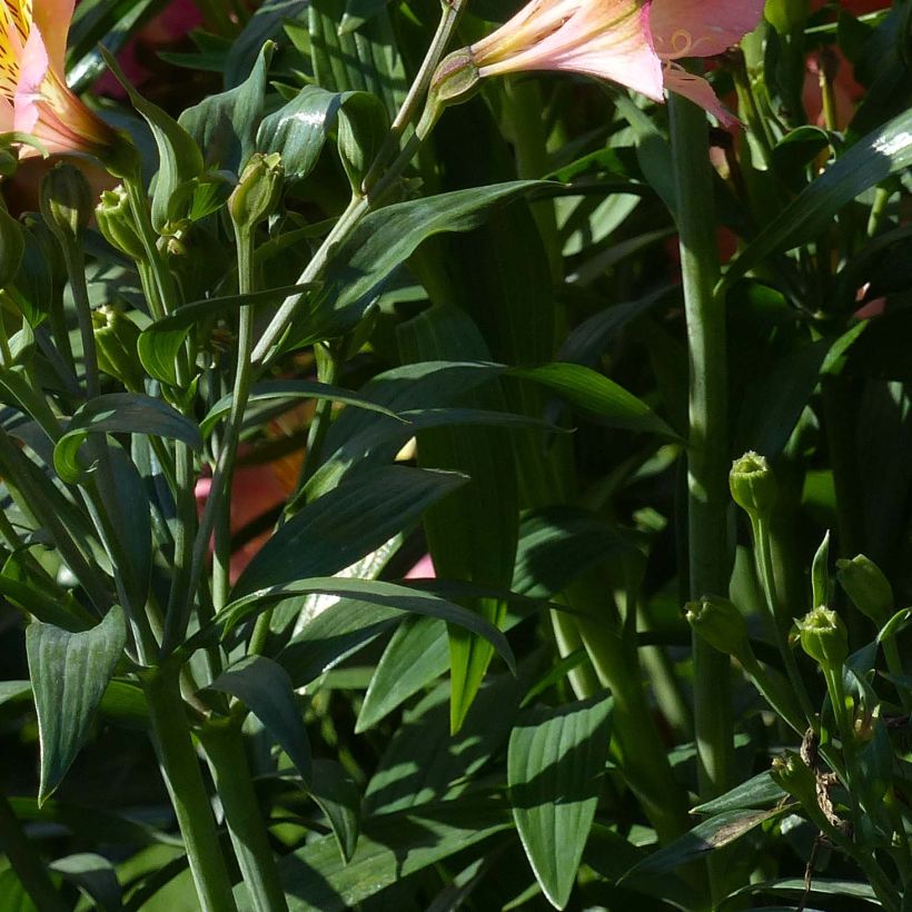 Alstroemeria Garden Summer Sky - Lis des Incas (Feuillage)