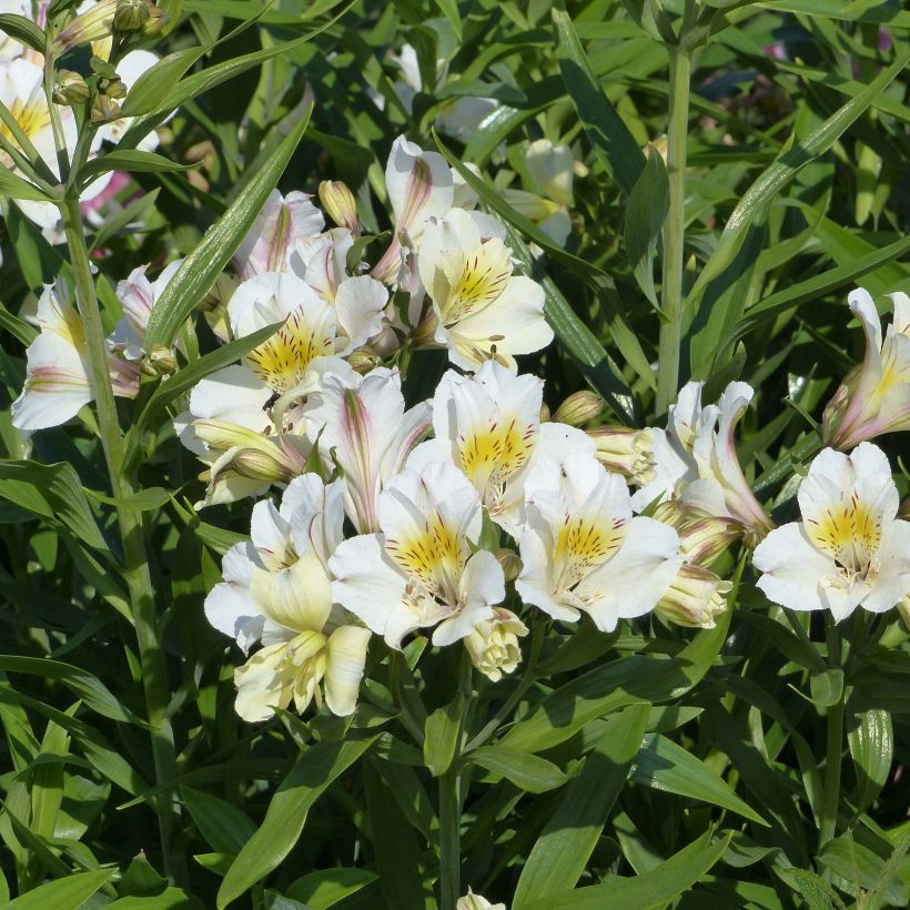 Alstroemeria Garden Summer Sky - Lis des Incas (Floraison)