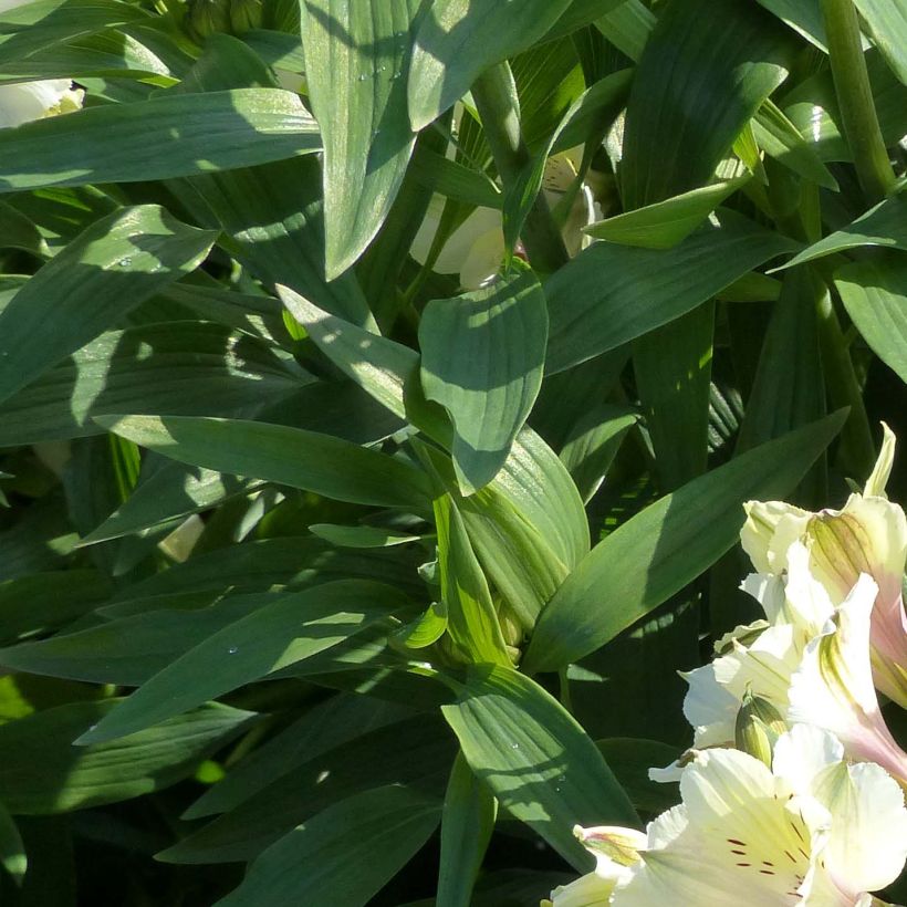 Alstroemeria Garden Summer Snow - Lis des Incas (Feuillage)