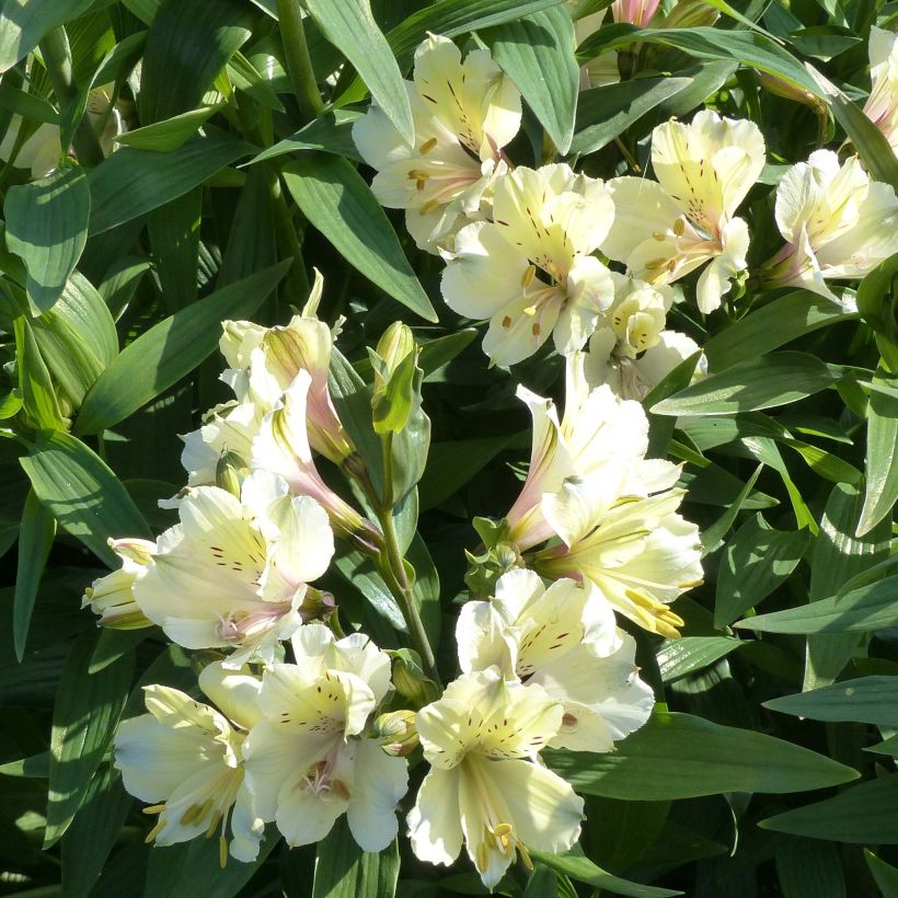 Alstroemeria Garden Summer Snow - Lis des Incas (Floraison)