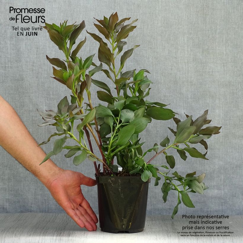 Spécimen de Alstroemeria Indian Summer - Lis des Incas Pot de 2L/3L tel que livré en été