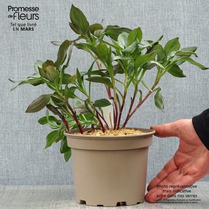 Spécimen de Alstroemeria Indian Summer - Lis des Incas - Pot de 2L/3L tel que livré au printemps
