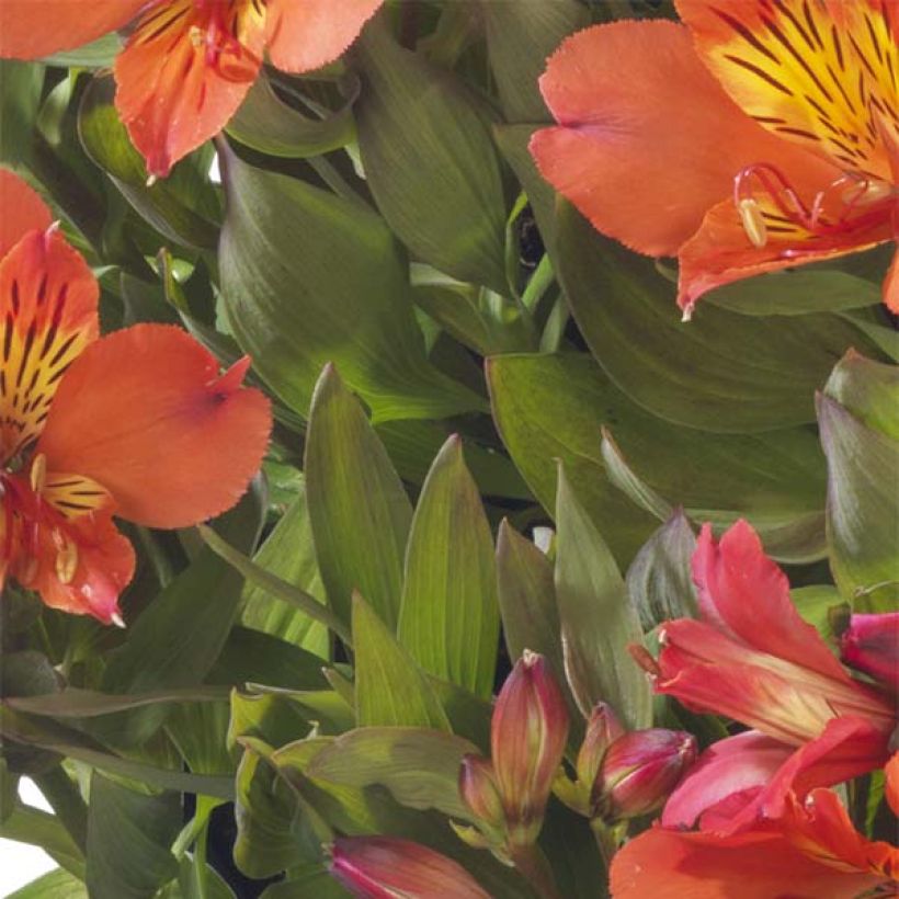 Alstroemeria Summer Holiday - Lis des Incas (Feuillage)