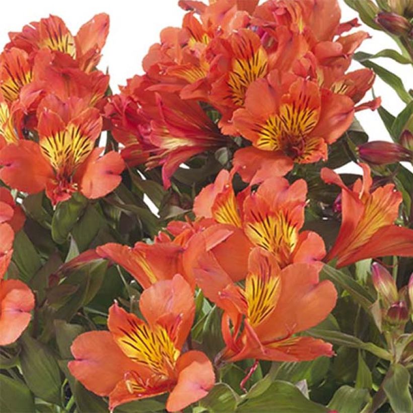 Alstroemeria Summer Holiday - Lis des Incas (Floraison)