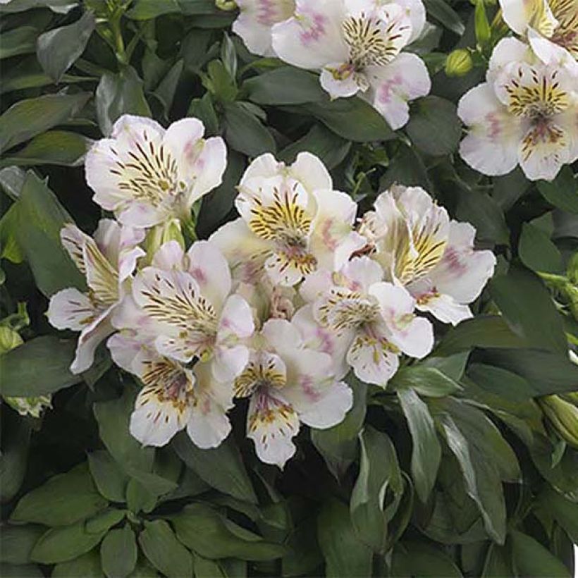 Alstroemeria Summertime - Lis des Incas (Floraison)