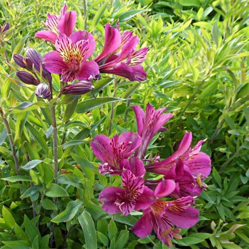 Alstroemeria Mauve Majesty - Lys des Incas (Floraison)