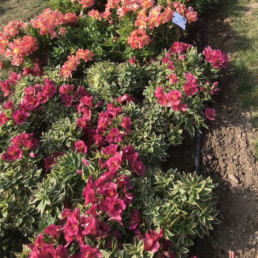 Alstroemeria River Valley - Lys des Incas (Port)