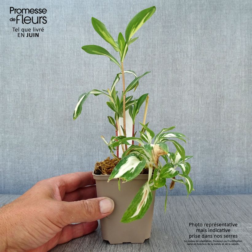 Spécimen de Alstroemeria Rock'n roll - Lis des Incas Godet de 8/9 cm tel que livré en été