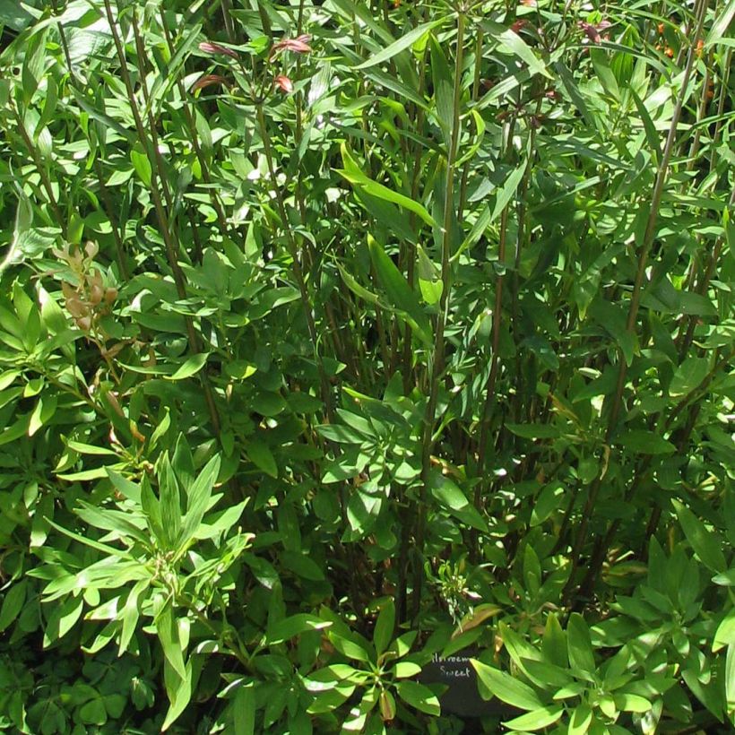 Alstroemeria Sweet Laura - Lys des Incas (Feuillage)