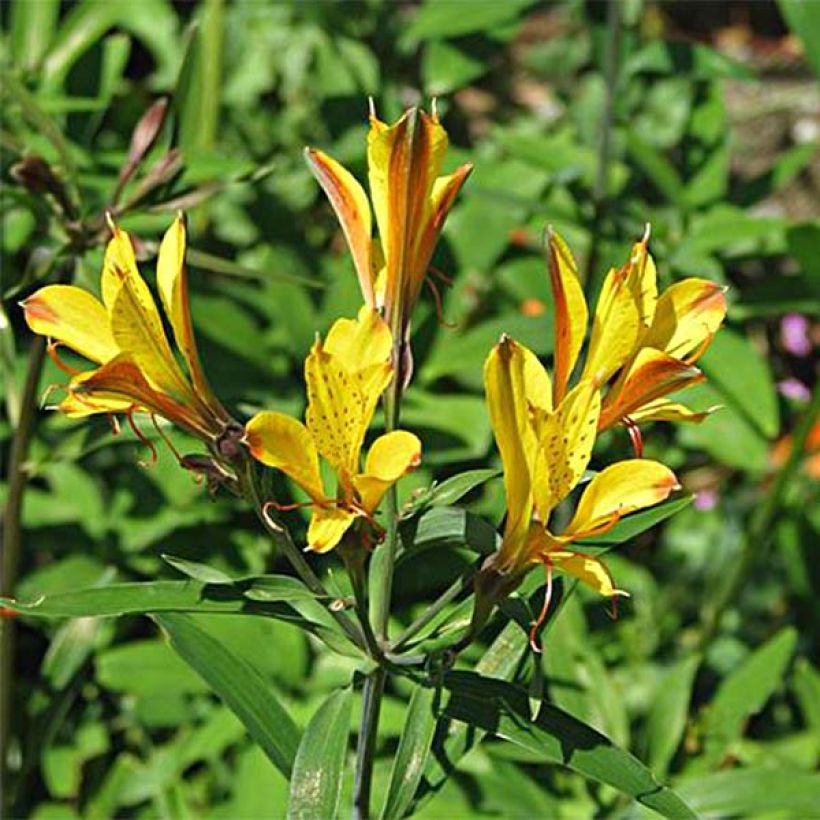 Alstroemeria Sweet Laura - Lys des Incas (Floraison)