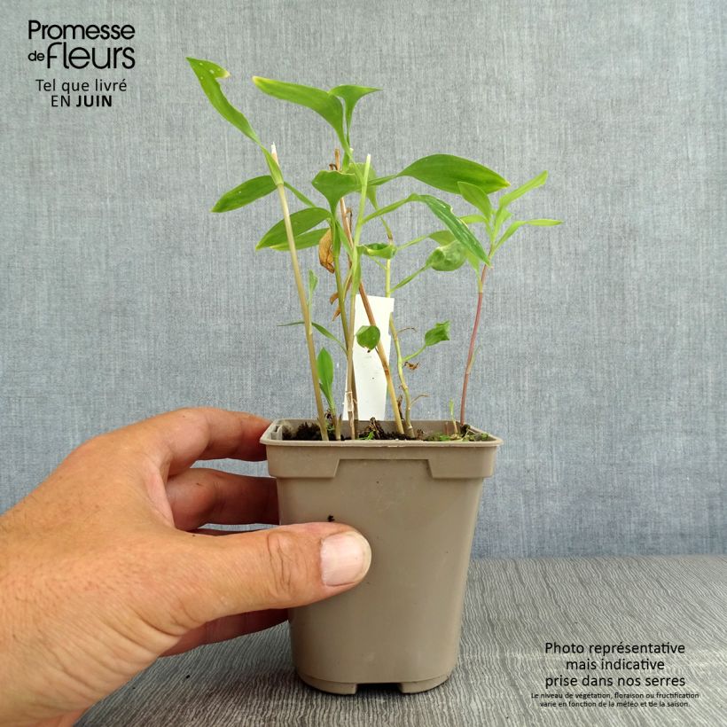 Spécimen de Alstroemeria Sweet Laura - Lys des Incas Godet de 8/9 cm tel que livré en été