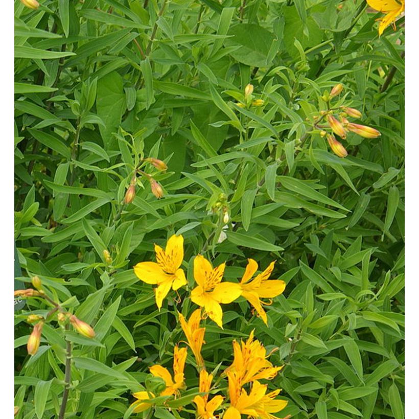 Alstroemeria aurantiaca (Feuillage)