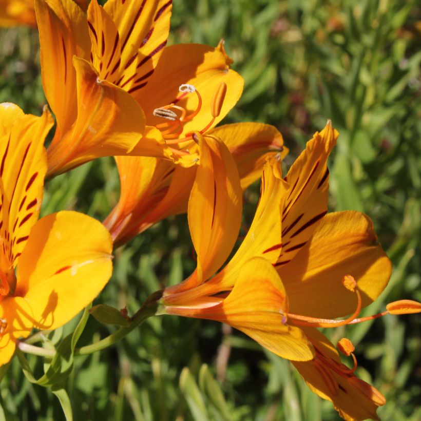 Alstroemeria aurantiaca (Floraison)