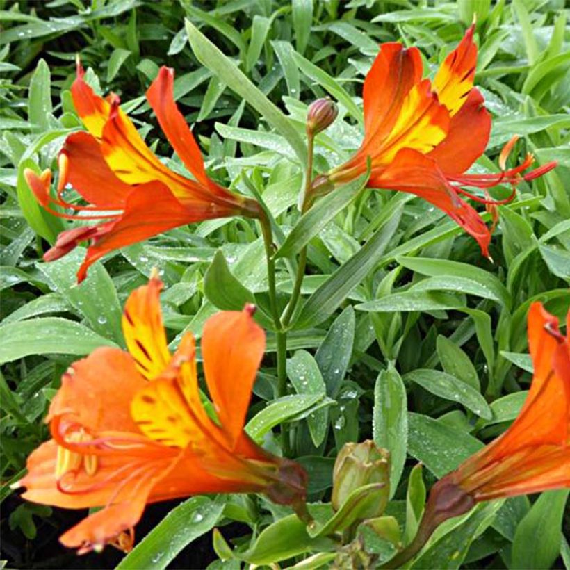 Alstroemeria aurea Orange King - Lys des Incas (Floraison)