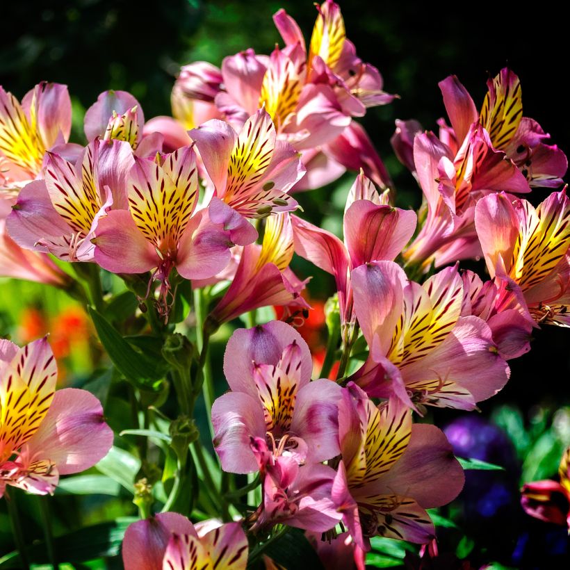 Alstroemeria ligtu-hybride - Lis des Incas (Port)