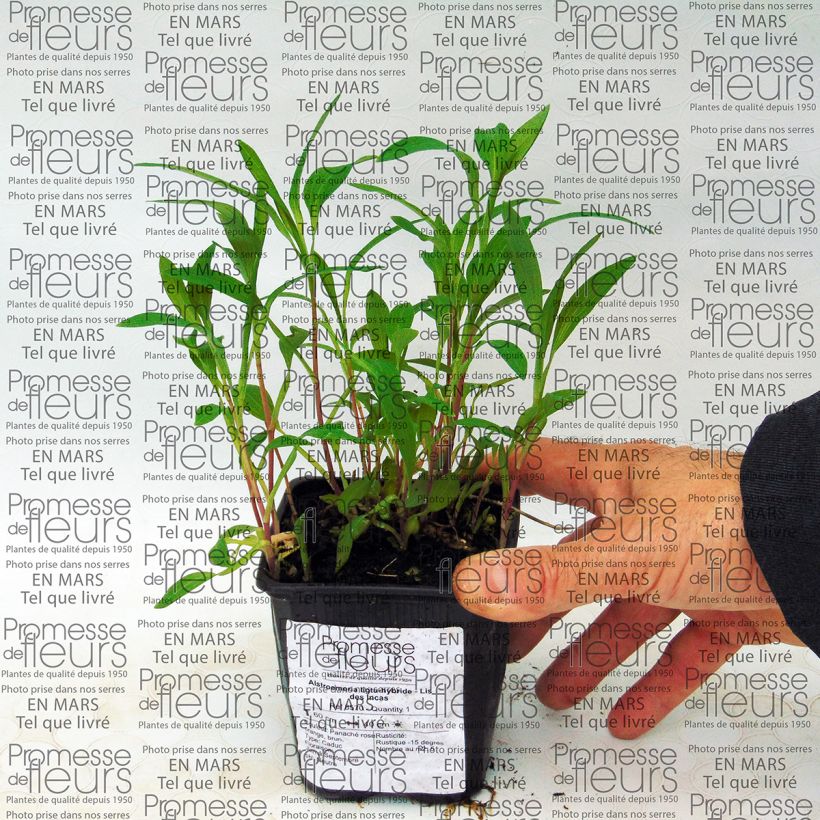 Exemple de spécimen de Alstroemeria ligtu-hybride - Lis des Incas Godet de 8/9 cm tel que livré
