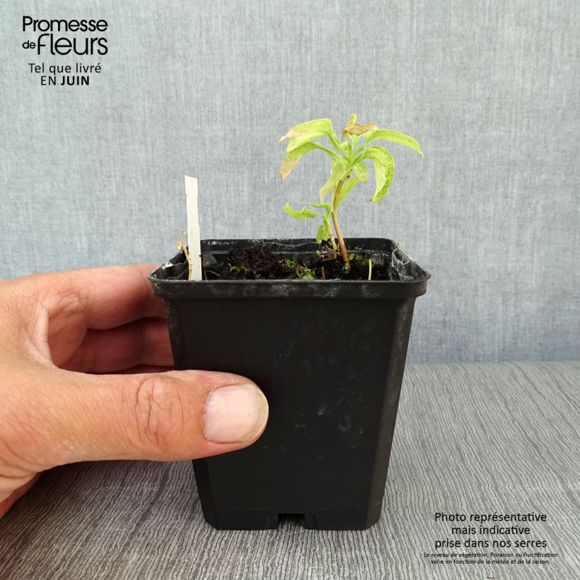 Spécimen de Alstroemeria psittacina - Lys des Incas, Alstroémère perroquet Godet de 8/9 cm tel que livré en été