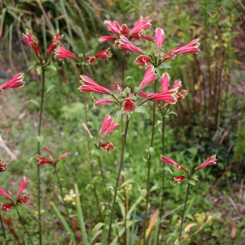 Alstroemeria psittacina - Lys des Incas, Alstroémère perroquet (Port)