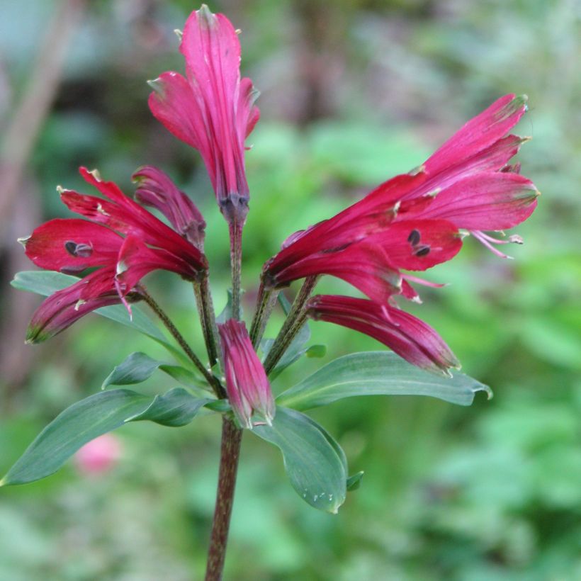 Alstroemeria psittacina Variegata, Lis des Incas (Floraison)