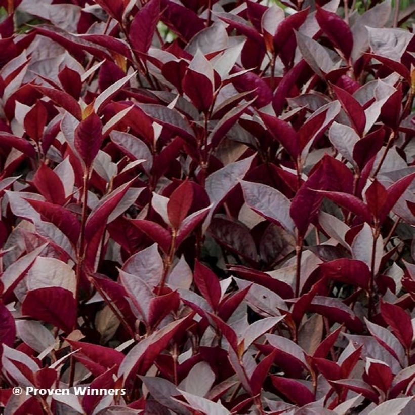 Alternanthera Purple Knight (Feuillage)