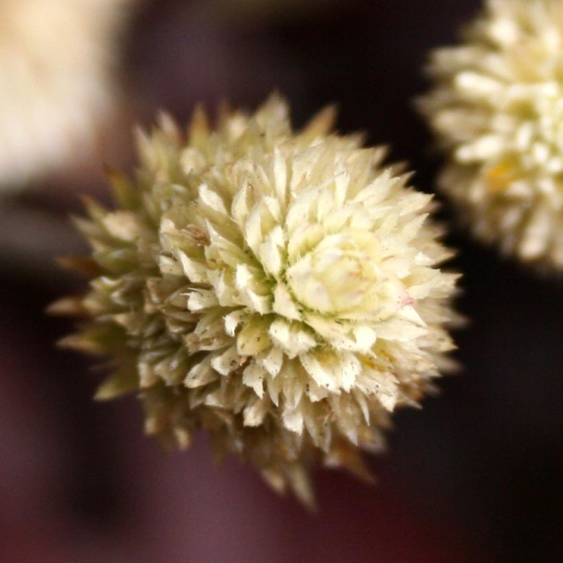 Alternanthera Purple Knight (Floraison)