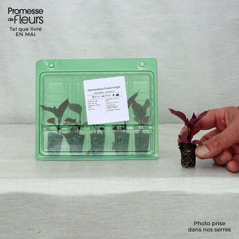 Spécimen de Alternanthera Purple Knight Mini-motte 3,5 cm tel que livré au printemps