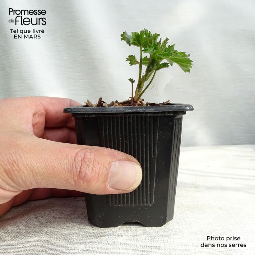 Spécimen de Althaea cannabina - Guimauve faux-chanvre Godet de 9cm tel que livré au printemps