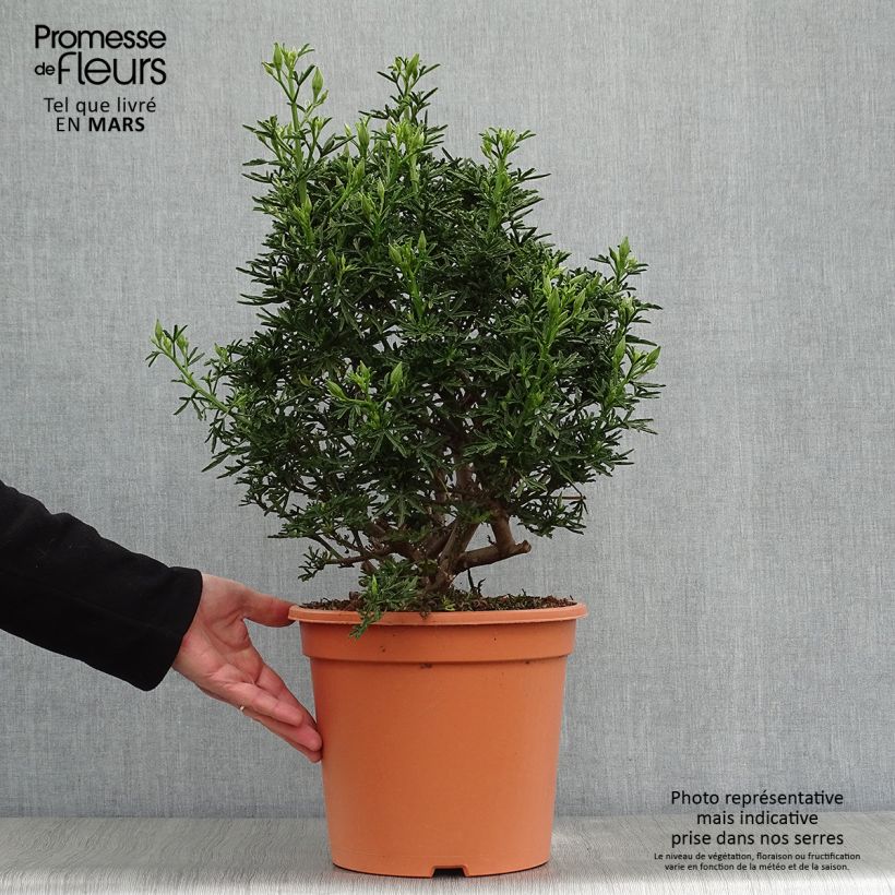 Spécimen de Alyogyne cuneiformis - Hibiscus d'Australie - Pot de 4L/5L tel que livré au printemps
