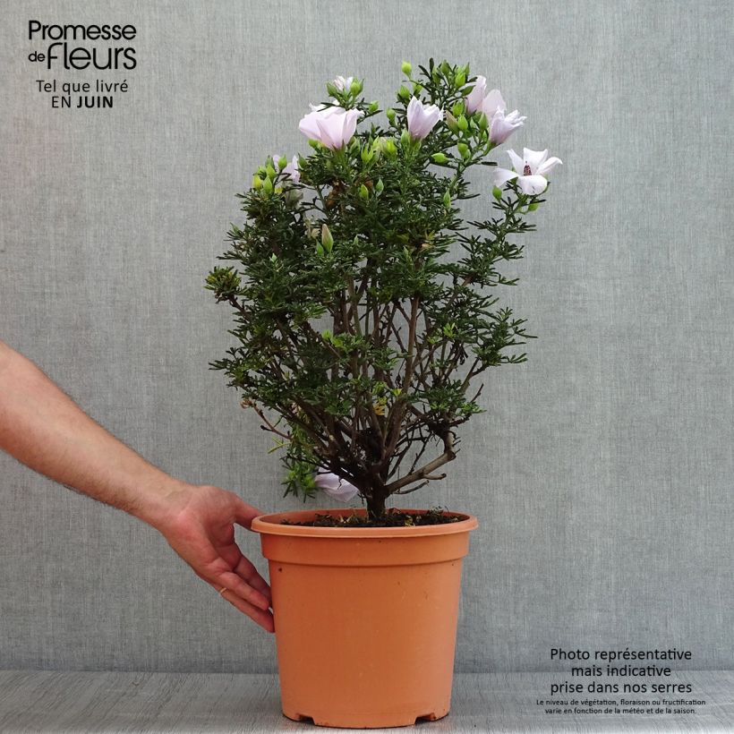 Spécimen de Alyogyne cuneiformis - Hibiscus d'Australie Pot de 3L/4L tel que livré en été