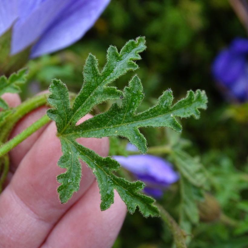 Alyogyne huegelii - Hibiscus bleu d'Australie (Feuillage)