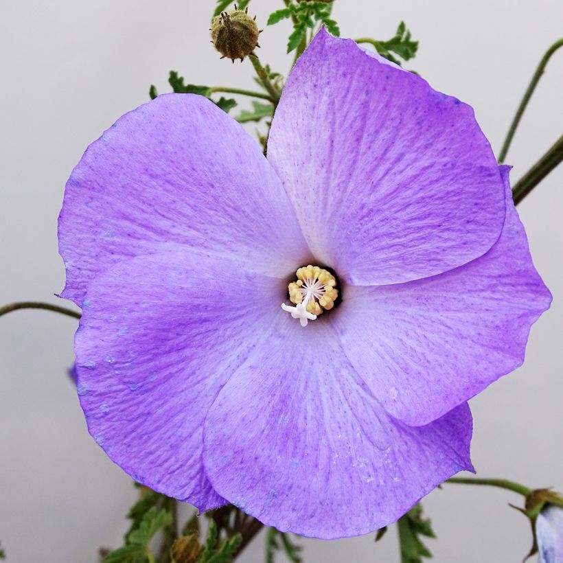 Alyogyne huegelii - Hibiscus bleu d'Australie (Floraison)