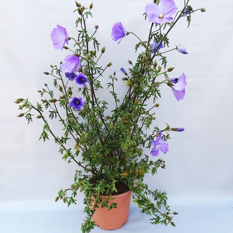 Exemple de spécimen de Alyogyne huegelii - Hibiscus bleu d'Australie Pot de 3L tel que livré