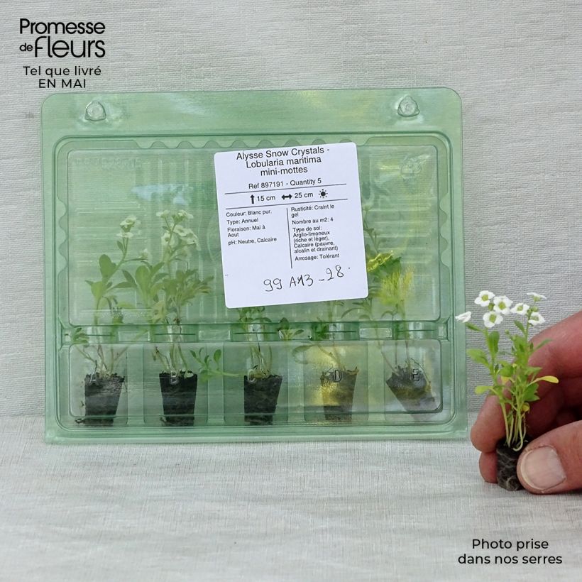 Spécimen de Alysse Snow Crystals - Lobularia maritima mini-mottes tel que livré au printemps