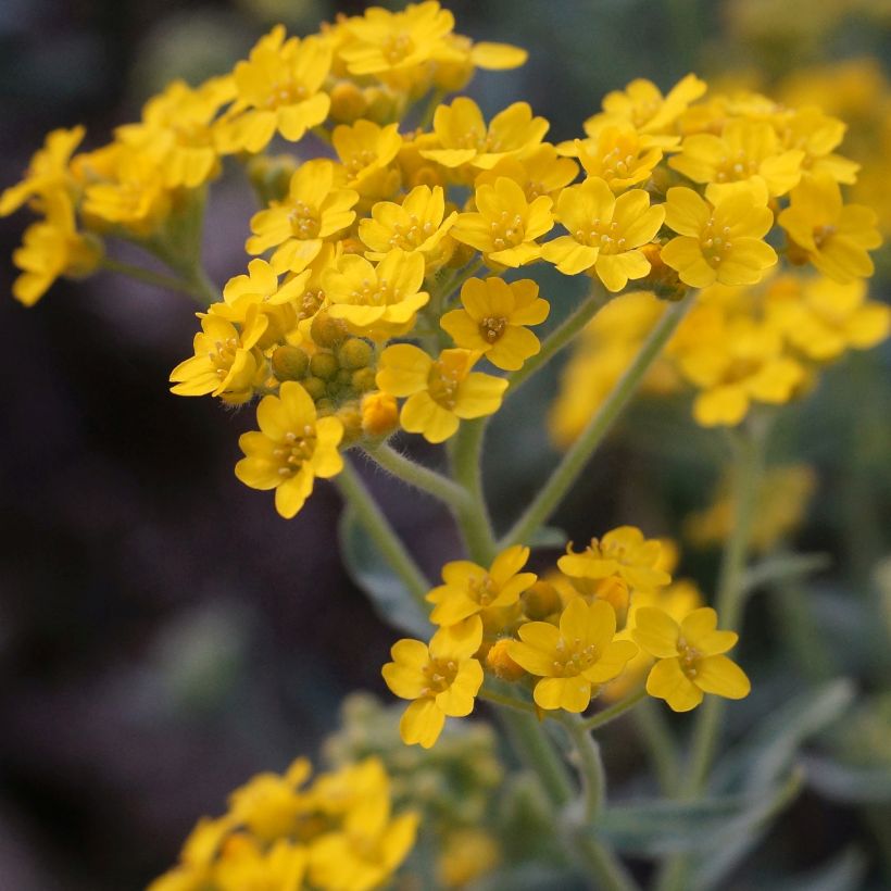 Alyssum argenteum - Alysson argenté (Floraison)