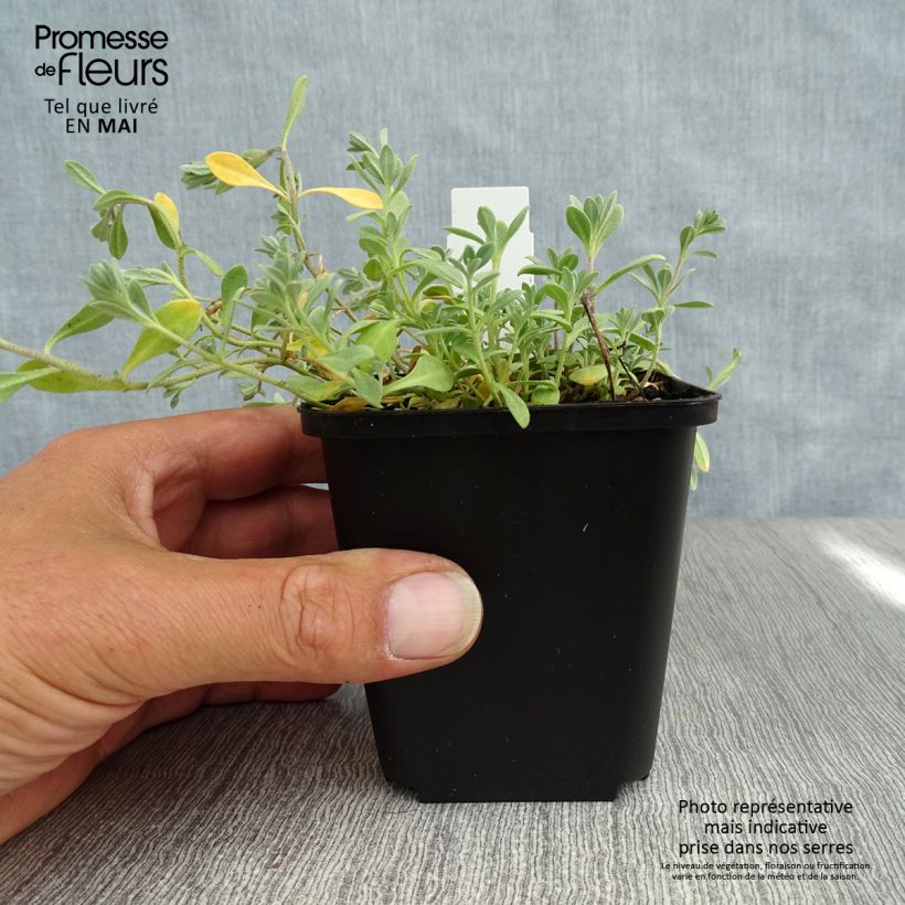 Spécimen de Alyssum montanum Berggold - Corbeille d'Or Godet de 9cm tel que livré au printemps