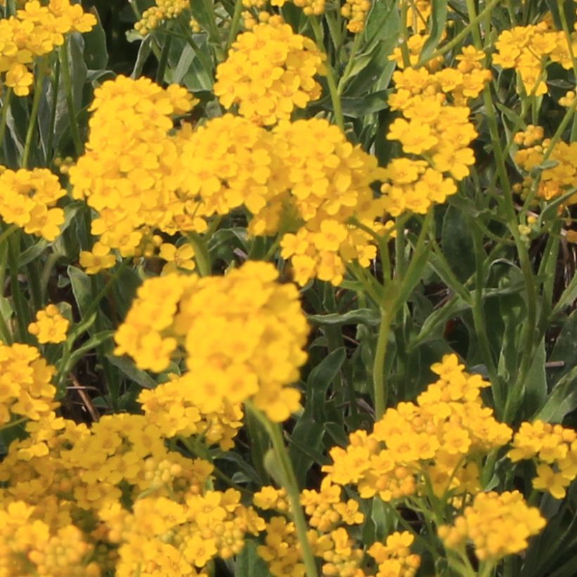 Alyssum saxatile Citrinum (Floraison)