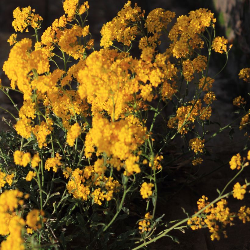 Alyssum saxatile Citrinum (Port)