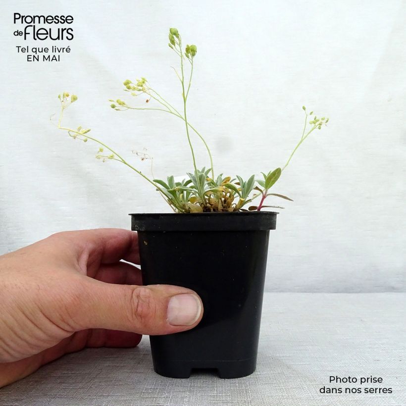 Spécimen de Alyssum saxatile Goldkugel - Corbeille d'Or à fleurs jaunes Godet de 9cm tel que livré au printemps