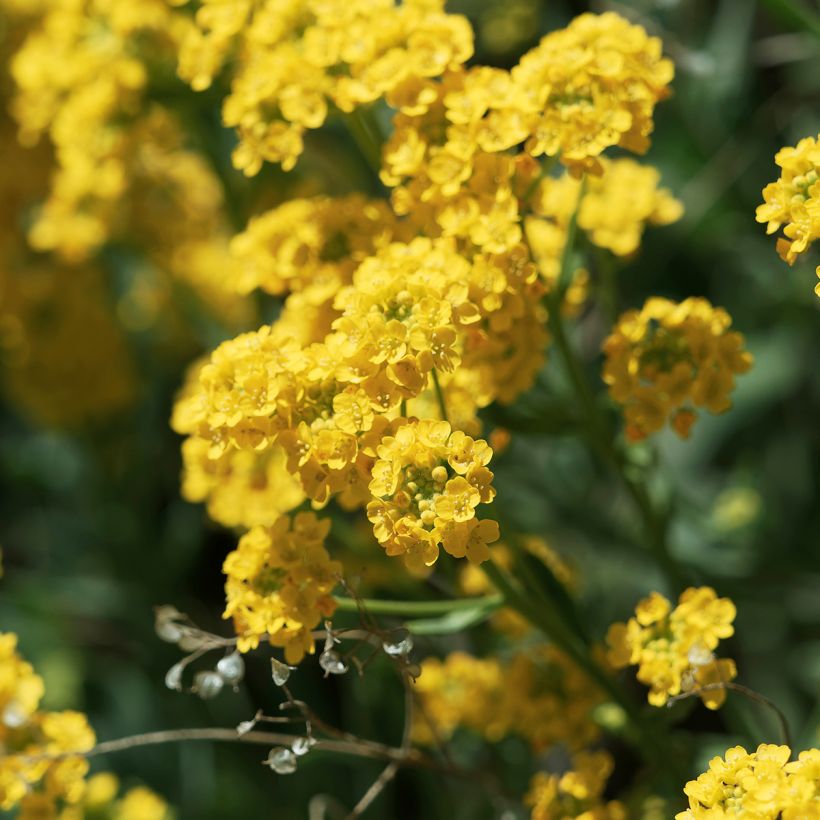 Alyssum saxatile Goldkugel - Corbeille d'Or à fleurs jaunes (Floraison)
