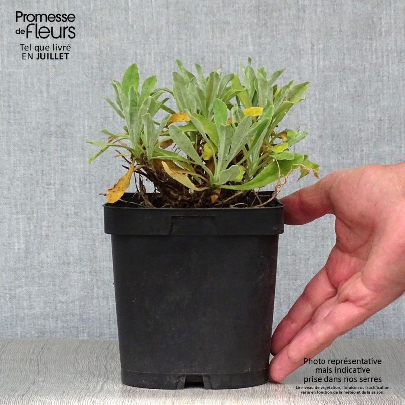 Spécimen de Alyssum saxatile Goldkugel - Corbeille d'Or à fleurs jaunes Pot de 2L/3L tel que livré en été