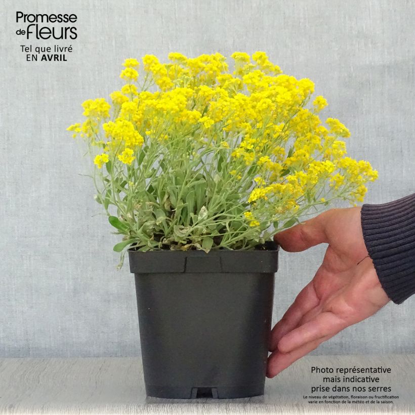 Spécimen de Alyssum saxatile Goldkugel - Corbeille d'Or à fleurs jaunes tel que livré au printemps