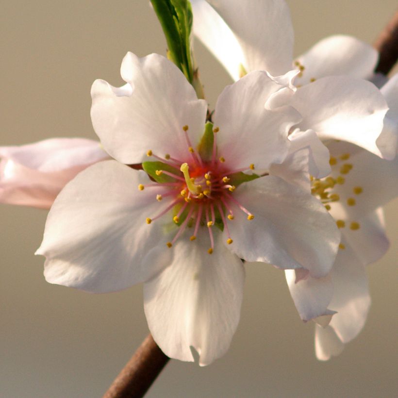 Amandier Aï Bio - Prunus dulcis (Floraison)