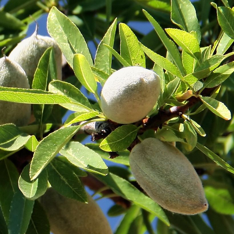 Amandier Aï Bio - Prunus dulcis (Récolte)
