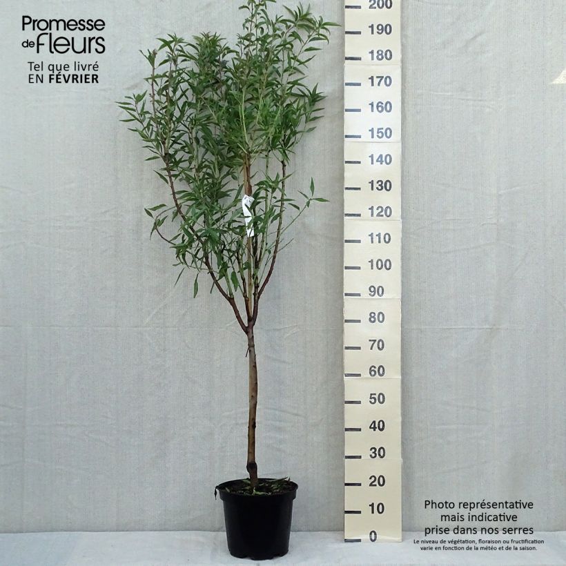 Spécimen de Amandier Princesse Pot de 7,5L/10L, Gobelet tel que livré en automne