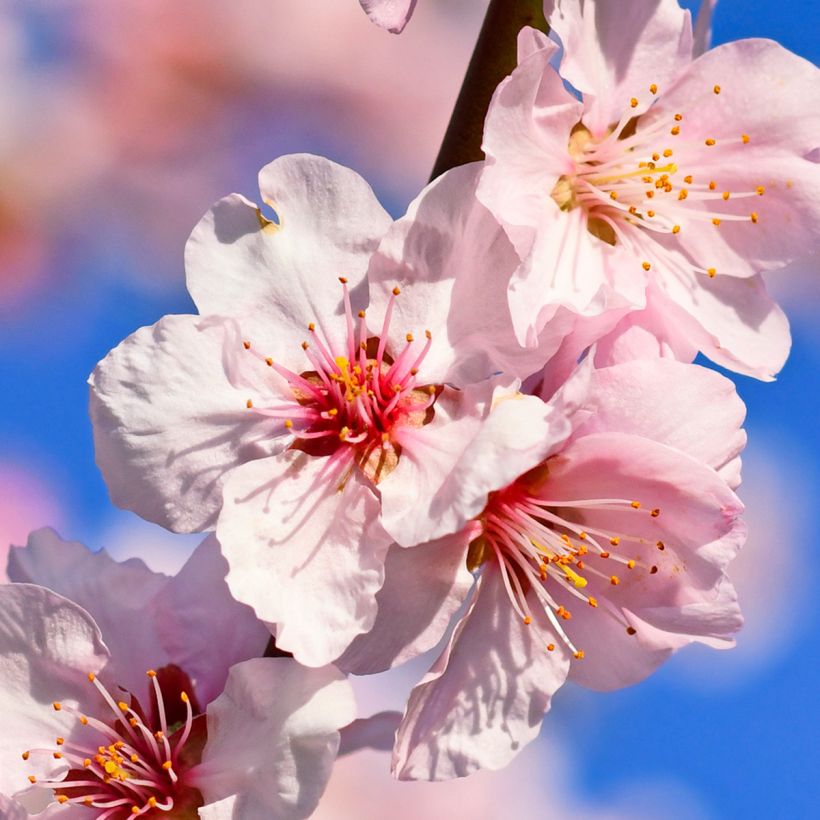 Amandier commun - Prunus dulcis (Floraison)