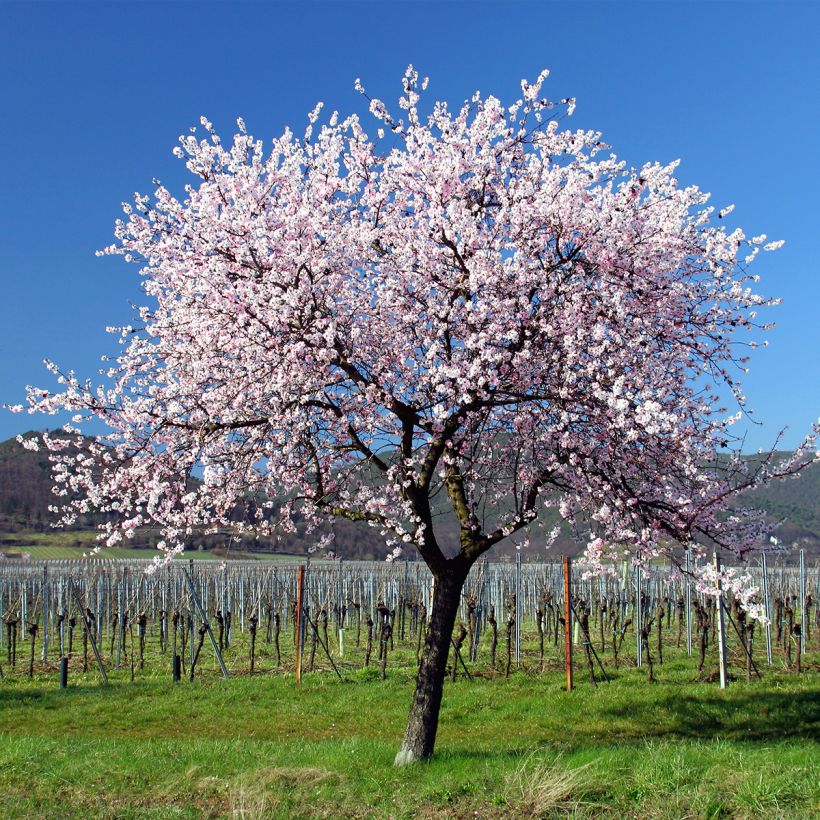 Amandier commun - Prunus dulcis (Port)