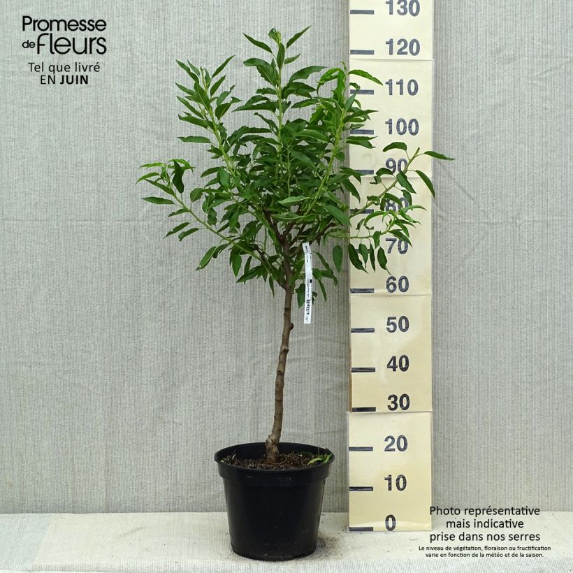 Spécimen de Amandier Texas Pot de 7,5L/10L, Gobelet tel que livré en été