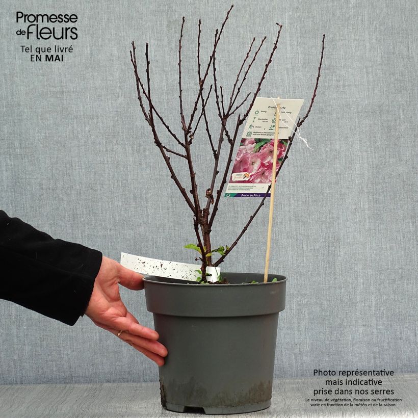Spécimen de Amandier à fleurs - Prunus triloba  tel que livré au printemps
