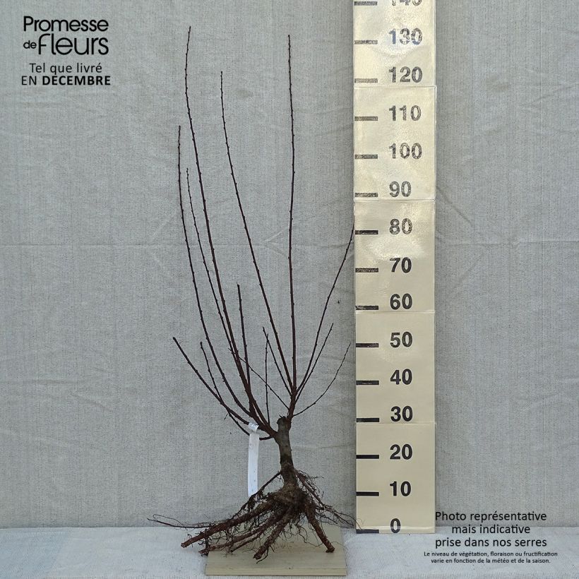 Spécimen de Amandier à fleurs - Prunus triloba  tel que livré en hiver